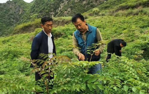圖為張金利調(diào)研適合阿拉村種植的農(nóng)作物，經(jīng)過不斷改良技術(shù)后，產(chǎn)量大大提高。(資料圖)甘肅省水利廳供圖