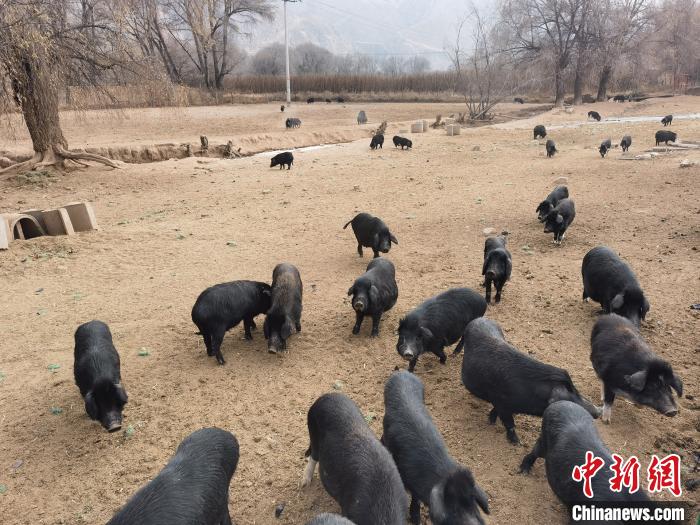 圖為藏香豬。　祁增蓓 攝