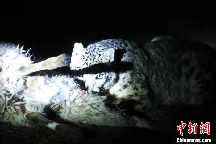 長(zhǎng)江源、瀾滄江源啟動(dòng)旗艦物種雪豹及棲息地保護(hù)項(xiàng)目