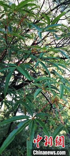 被稱為植物界“大熊貓”的五小葉槭植物?！】刀ㄊ形麄鞑抗﹫D