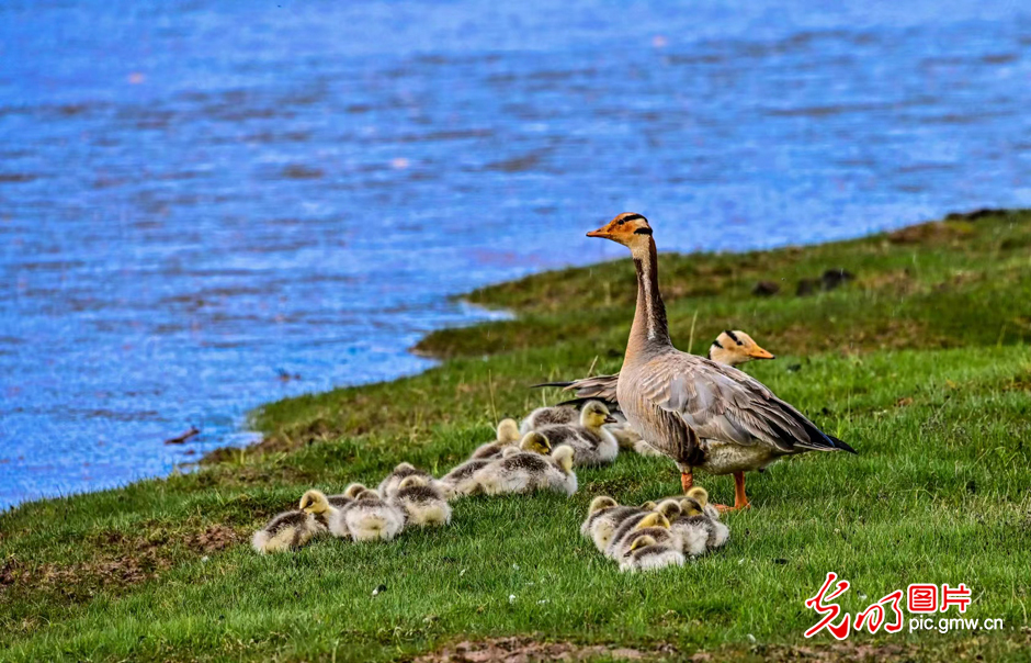 三江源國家公園正式設立，這是青海生態(tài)文明建設的新答卷