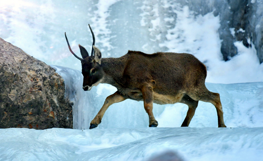 活躍在青海省海西州柏樹(shù)山的白唇鹿。巴圖那生攝