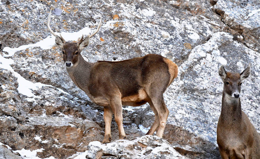 活躍在青海省海西州柏樹(shù)山的白唇鹿。巴圖那生攝