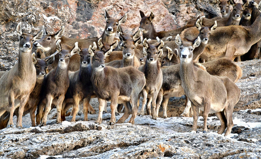 活躍在青海省海西州柏樹(shù)山的白唇鹿。巴圖那生攝