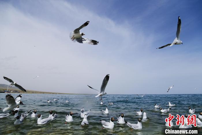 圖為水鳥在青海湖飛翔?！●R銘言 攝