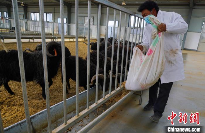 圖為飼養(yǎng)員給黑藏羊喂食。　馬銘言 攝