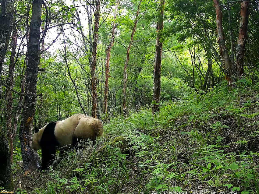 紅外相機(jī)拍攝到的野生大熊貓。平武縣融媒體中心供圖