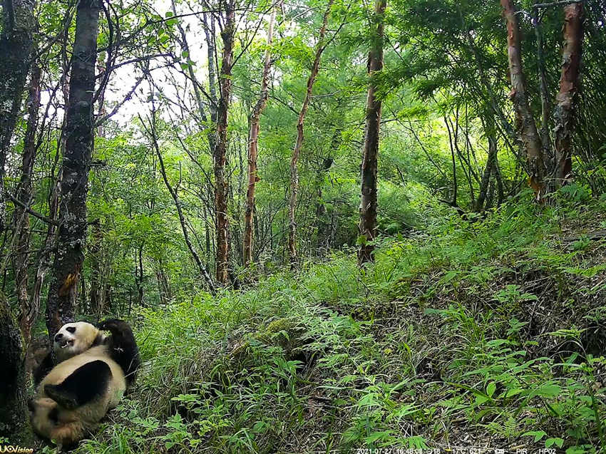 紅外相機(jī)拍攝到的野生大熊貓。平武縣融媒體中心供圖