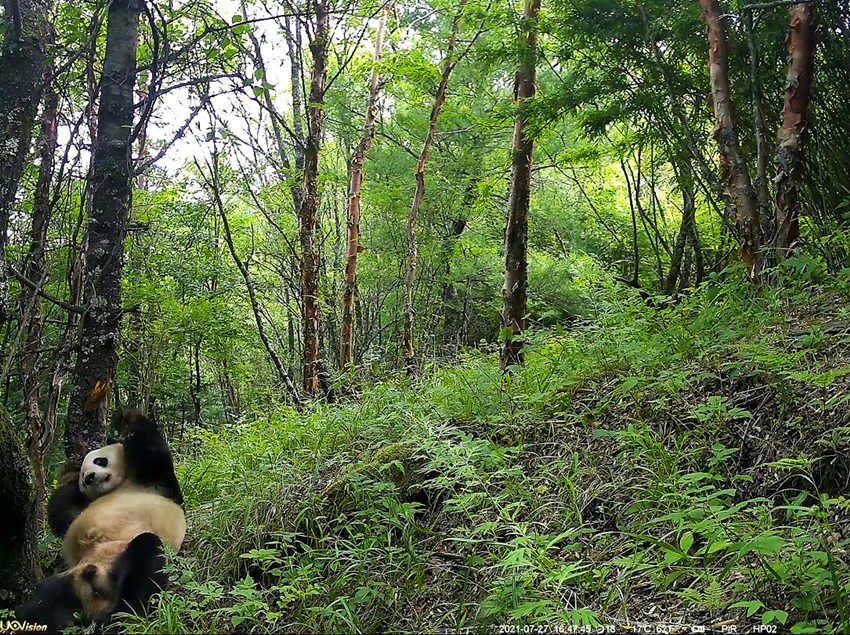 紅外相機(jī)拍攝到的野生大熊貓。平武縣融媒體中心供圖
