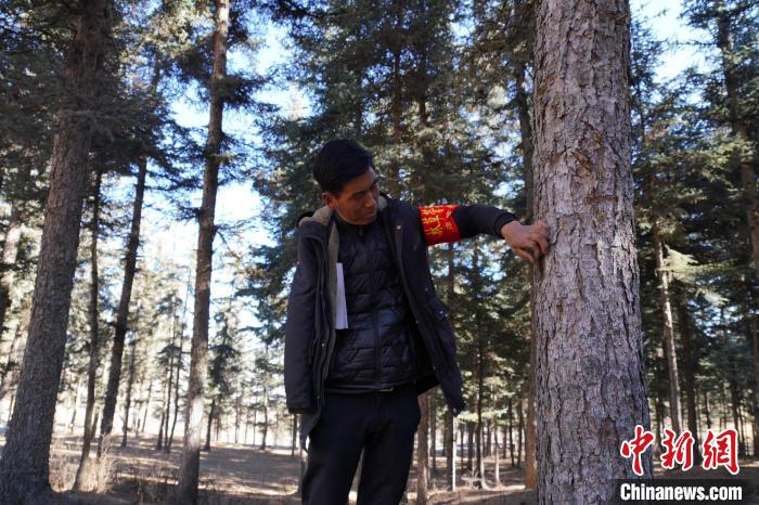 圖為桑杰加檢查林場樹木是否有病蟲害。　馬銘言 攝