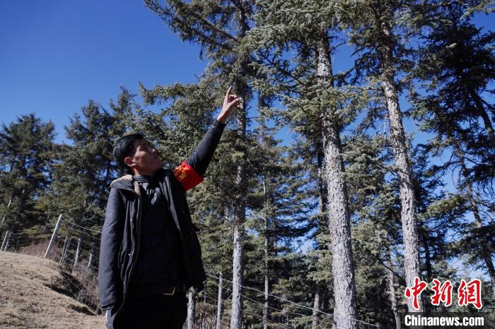 圖為桑杰加介紹林場(chǎng)樹木?！●R銘言 攝