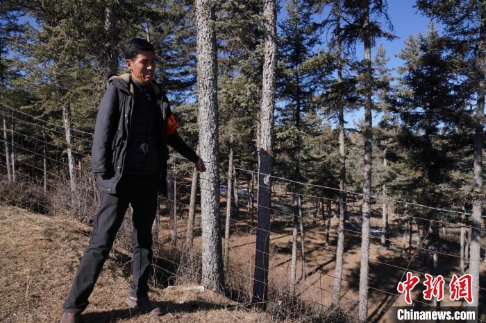 圖為桑杰加檢查林場(chǎng)防護(hù)網(wǎng)?！●R銘言 攝