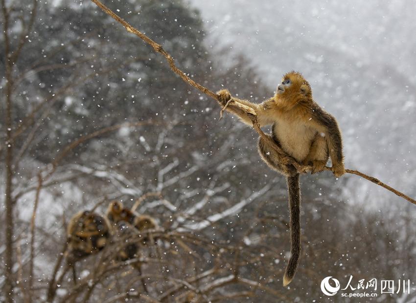 雪中嬉戲的川金絲猴。鐘歡攝