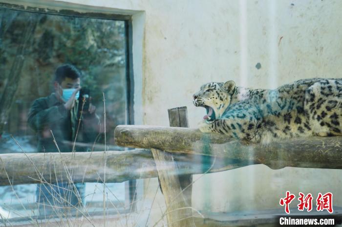 圖為雪豹“奶爸”史壽軍正在直播。　馬銘言 攝