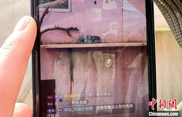 圖為雪豹“奶爸”史壽軍正在直播?！●R銘言 攝