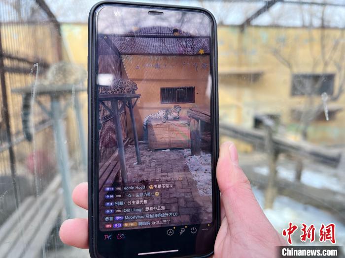 圖為雪豹“奶爸”史壽軍正在直播?！●R銘言 攝