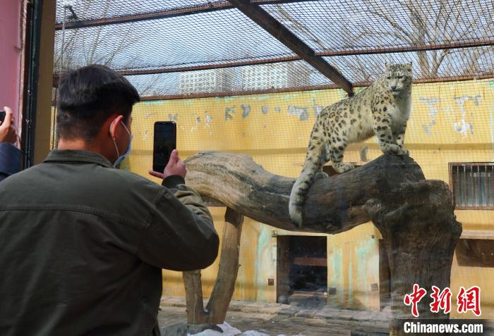 圖為雪豹“奶爸”史壽軍正在直播?！●R銘言 攝