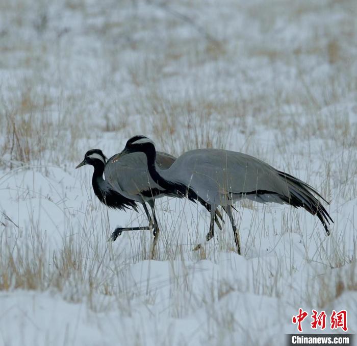 在若爾蓋濕地的蓑羽鶴?！∩袞|機(jī) 攝