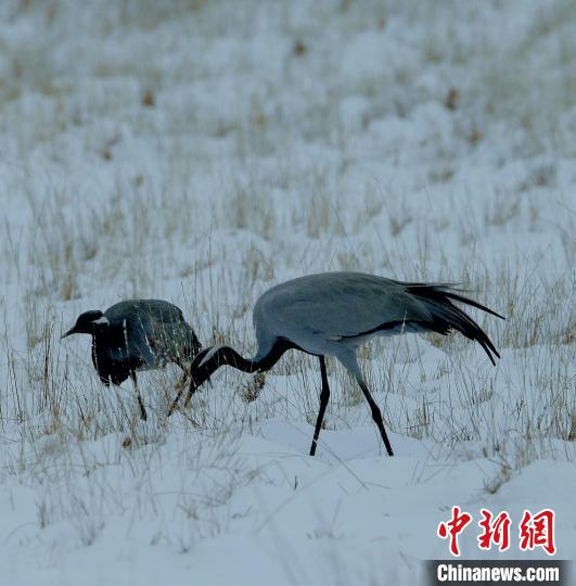 在若爾蓋濕地的蓑羽鶴?！∪魏吻?攝