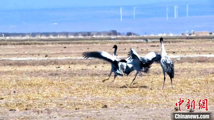 圖為黑頸鶴追逐嬉戲?！￡惷髡?攝