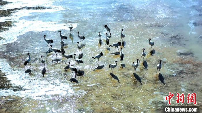 圖為黑頸鶴群駐足休憩?！￡惷髡?攝