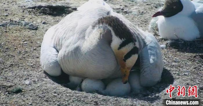 圖為斑頭雁孵蛋。　綠色江河 供圖