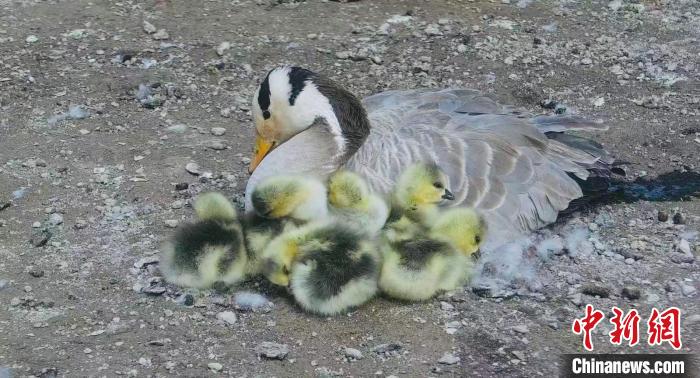 圖為斑頭雁母親和孩子們在一起。　綠色江河 供圖