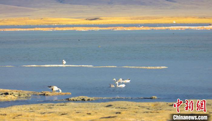 圖為斑頭雁在班德湖中休憩?！【G色江河 供圖