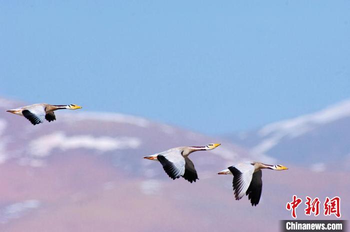 圖為斑頭雁在空中飛行。　綠色江河 供圖
