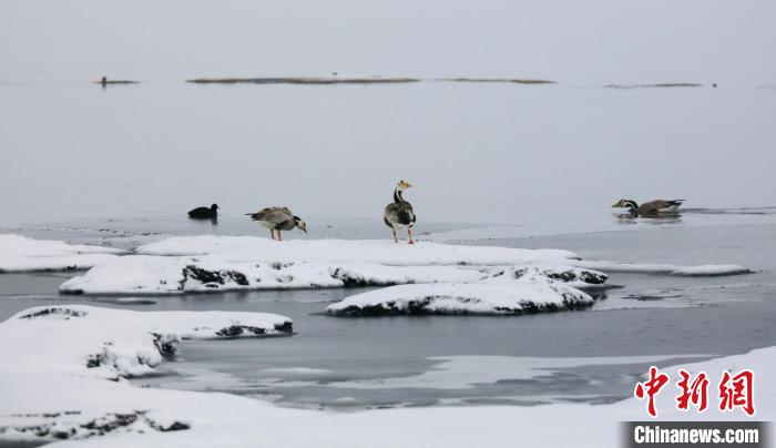 圖為斑頭雁在班德湖邊嬉戲?！【G色江河 供圖