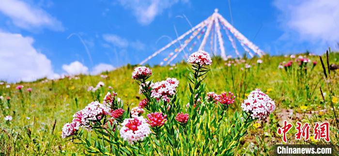 圖為草原一角。　 韓麗 　攝