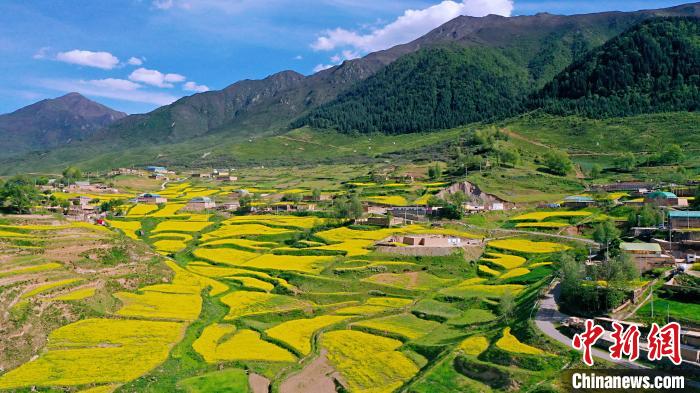 圖為加吾鄉(xiāng)的油菜花?！￡P(guān)卻才讓 攝