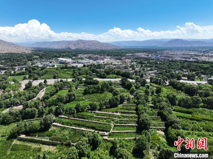 航拍貴德縣黃河岸畔綠意盎然。　馬銘言 攝