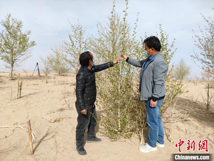 柴達(dá)木盆地的護(hù)林員：守護(hù)，只為那一片綠