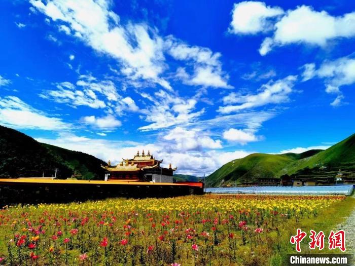 近百畝百合花競相開放，景色誘人。　壤塘縣委宣傳部供圖