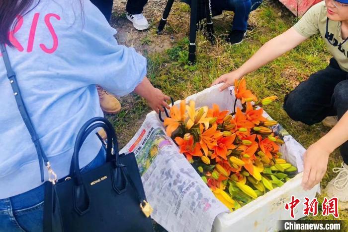 村民采摘百合花?！∪捞量h委宣傳部供圖