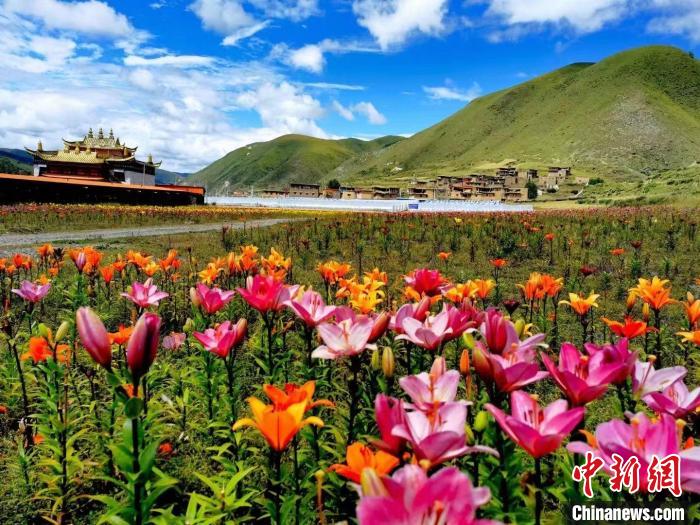 近百畝百合花競相開放，景色誘人?！∪捞量h委宣傳部供圖