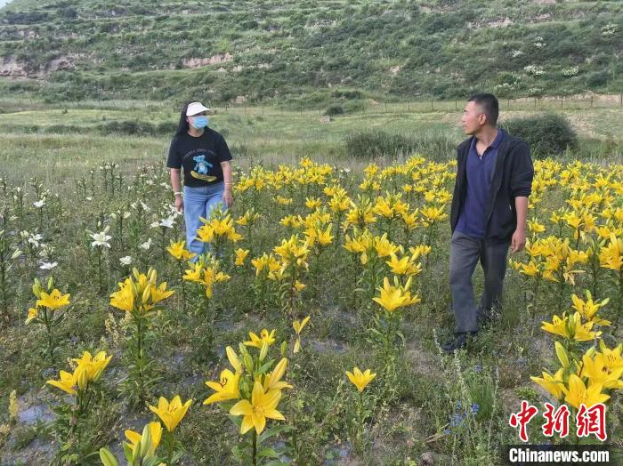 村民采摘百合花?！∪捞量h委宣傳部供圖