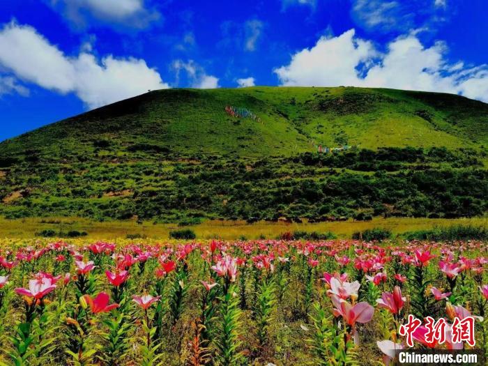 近百畝百合花競相開放，景色誘人?！∪捞量h委宣傳部供圖