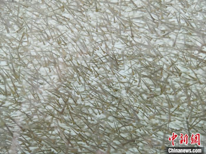 圖為密集分布的魚苗?！?zhí)砀?攝