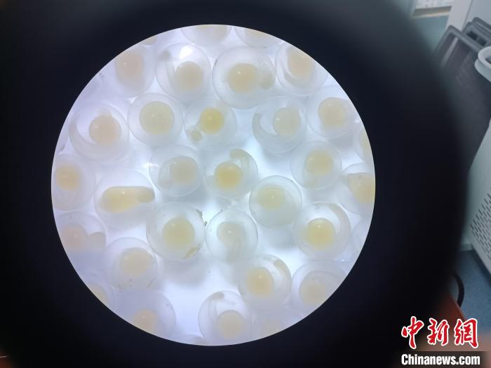 圖為顯微鏡下的魚卵?！∏嗪：沲幘茸o中心 供圖