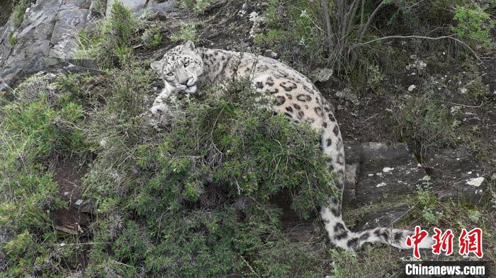 圖為雪豹向牧民攝影師方向張望。(資料圖) 公尕日 攝