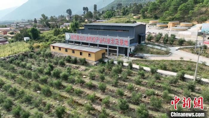 伍合村的油橄欖種植基地。　高嘉琪 攝