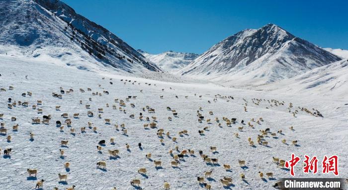 圖為羊群在雪地里覓食?！《继m縣融媒體中心供圖