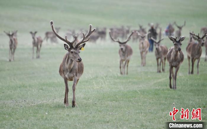 2022年夏日時(shí)節(jié)，甘肅張掖市肅南縣祁連山下的馬鹿養(yǎng)殖基地。(資料圖) 楊艷敏 攝