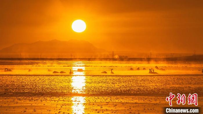 圖為天鵝群在湖中休憩?！『螁⒔?攝