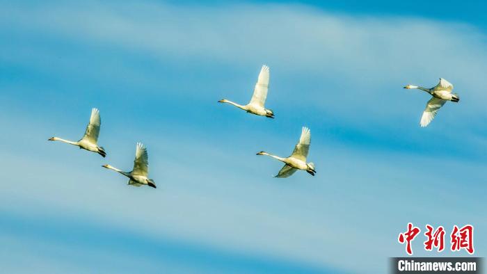 圖為天鵝在空中飛翔。　何啟金 攝