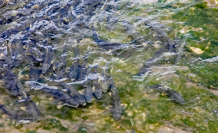 青海湖裸鯉（湟魚）洄游。周元峰攝