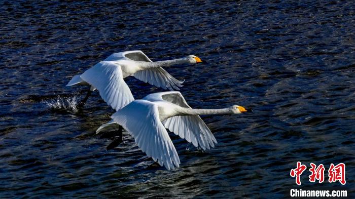 圖為兩只大天鵝?！?yán)桉 攝