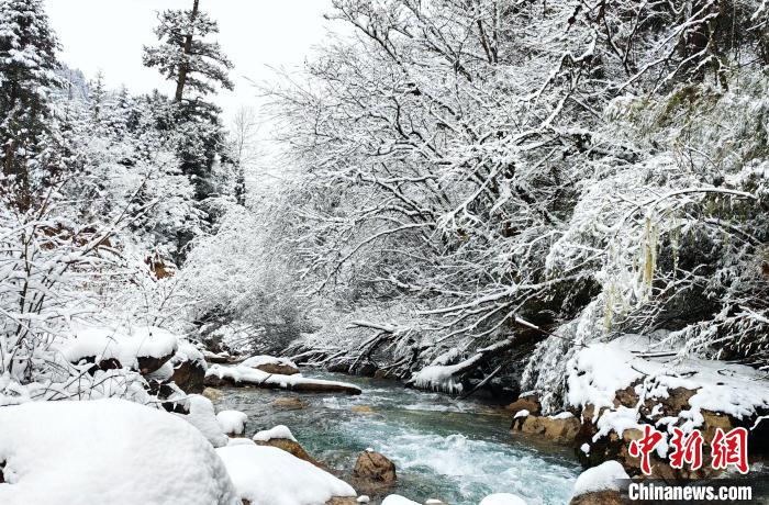 大熊貓國(guó)家公園王朗片區(qū)春雪如畫(huà)，宛若仙境?！×_春平 攝